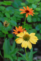 都心散歩　足元の花々