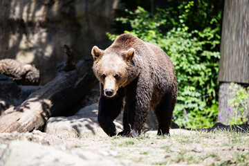 Animal, Bear