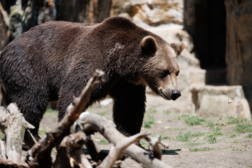 Animal, Bear