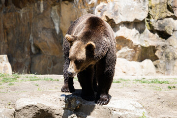 Animal, Bear