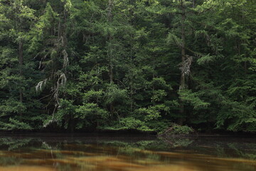 Beautiful steam green forest nature. with sun ray through branches of trees