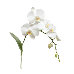 Elegant white orchid flower with green stem on solid white background, single object
