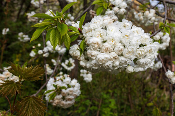 Selective focus of  branches of Cherry blossoms on the tree under blue sky, Sakura flowers during spring season in the park, Flora pattern texture, Nature floral background.