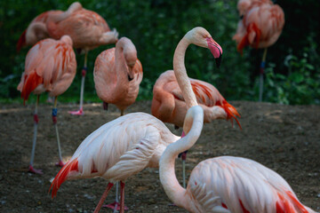Tiere, Flamingo