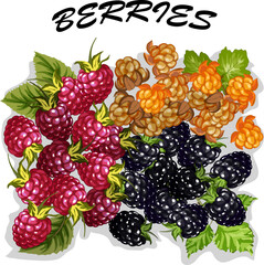 Berries in a vector set.Ripe berries on a transparent background in a colored vector set.
