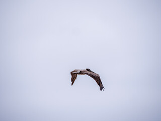 Brown Pelican in Mid-Flight Over Malibu Lagoon
