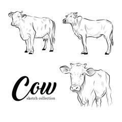 cow animal of qurban vector illustration set