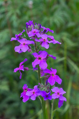 Branch of Violet flowers of Sweet Dames rocket Dame's violet, Hesperis matronalis on the background of bright green grass. Lilac flowers.