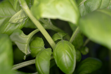 Close up of Basil leaves on the plant