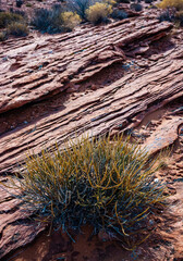 Drought-tolerant plants growing in the red desert sand near Glen Canyon, Arizona