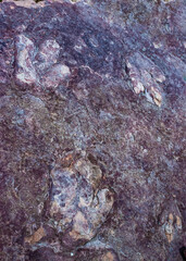 Footprints of extinct dinosaurs on a stone at the visitor center museum near Glen Canyon