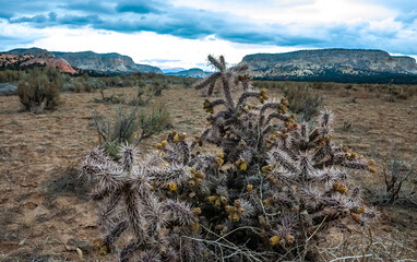 Cylindropuntia fulgida - spiny succulent in the Arizona sandy desert