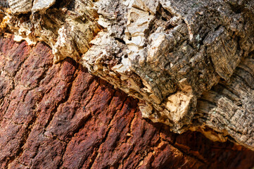 Textures of the Cork Oak: Close-up of the Cork and the Exposed Trunk after Harvesting or Collection.