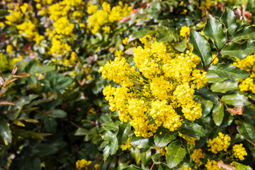 Berberis aquifolium, the Oregon grape or holly-leaved barberry, is a species of flowering plant in the family Berberidaceae, native to western North America.