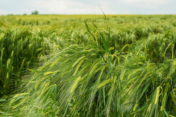 Field of green rye. Young green wheat. Late Spring, early Summer day. Close-up. Free space for text on a soft blurry sky background.