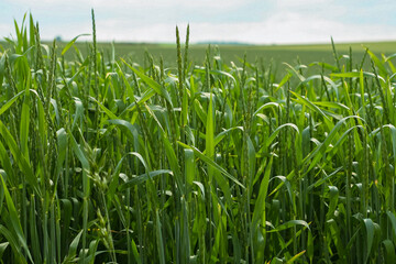 Obraz premium Green rye spikes banner. Macro close up of fresh young ears of young green wheat in spring summer field. Free space for text. Agriculture scene. Close up. Copy space. Selective focus
