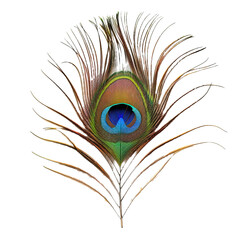 Obraz premium Vibrant Peacock Feather on transparent or white background