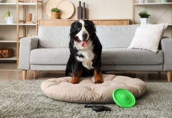 Cute Bernese mountain dog with frisbee and lead sitting at home