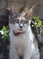 Fototapeta premium Small cat in nature