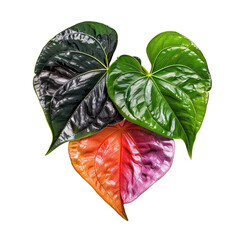 Tropical Multicoloured Anthurium Leaf with Heart Shape on transparent or white background