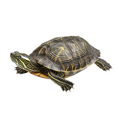 Obraz premium Turtle on transparent or white background