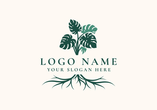 philodendron summer glory Philodendron Summer Glory – Casa Botanica main image 1