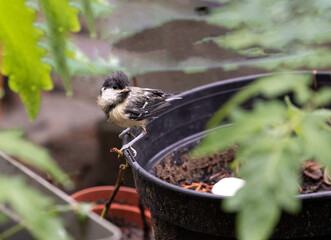 Parus major chick, little  passerine bird standing on the edge of a flowerpot