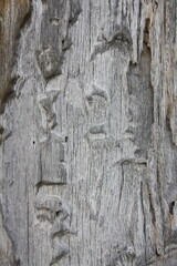 Wood texture 