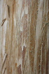 Texture wood
