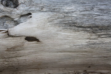 Wood texture 