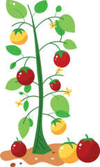 Tomato plant bearing red yellow tomatoes, green leaves, multiple stems against isolated white background, depicting growth cycle blossom mature fruit. Garden illustration used horticulture. Tomato