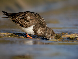 Turnstone, Ruddy Turnstone., Arenaria interpres, non breeding plumage bird feeding on the sea wall