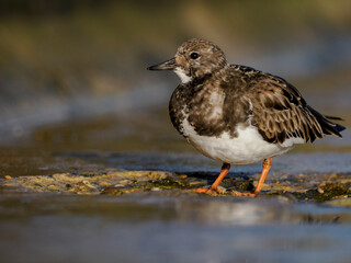 Turnstone, Ruddy Turnstone., Arenaria interpres, non breeding plumage bird feeding on the sea wall