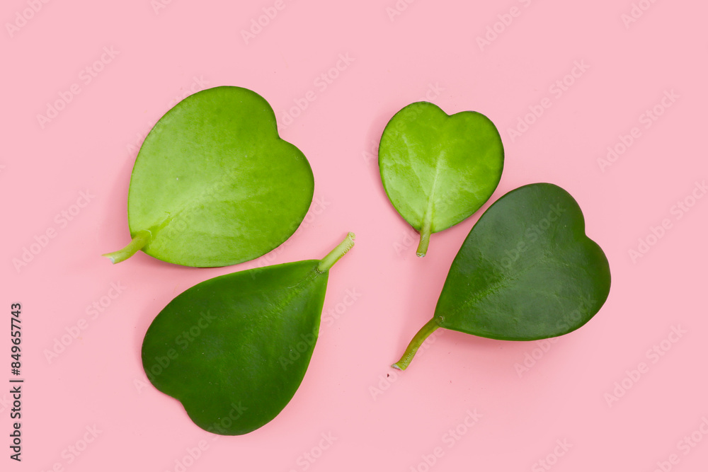 Canvas Prints Green leaves of sweetheart hoya plant