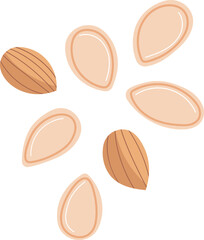 Several almond nuts flat design vector illustration. Healthy snack almonds isolated white background. Nutritional almonds graphic clip art