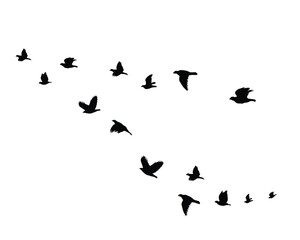 black flock of birds hand drawn design vector fliying