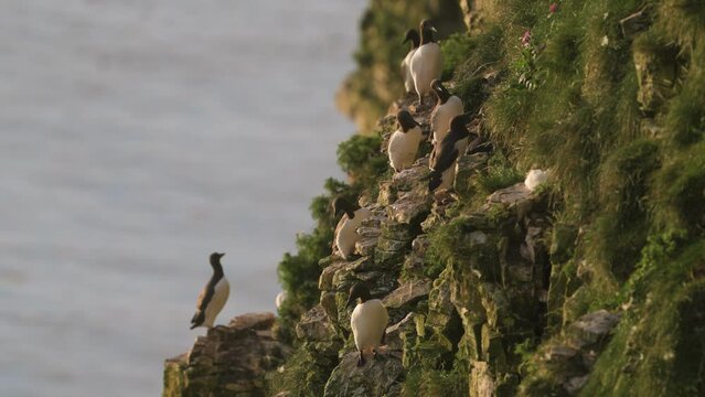 Guillemot, Uria Aalge, birds colony on cliffs, Bempton Cliffs, North Yorkshire, England