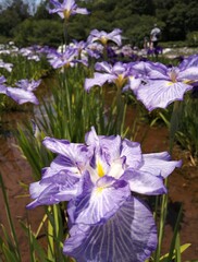 blue iris flowers