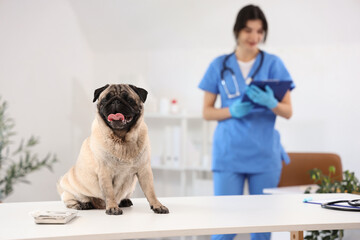 Cute pug dog on table at veterinary clinic, closeup