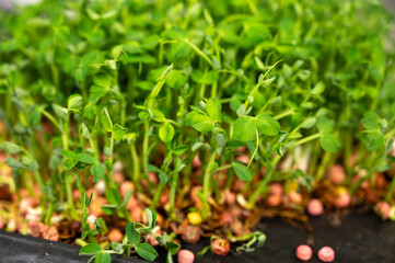 Young sprouts of new legumes and vegetables varieties in seed bank, seedlings for spring sowing in fields