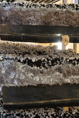 Growing of white champignons mushrooms, mycelium grow from compost into casing on organic farm in Netherlands, food industry in Europe