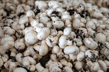 Harvest of fresh white champignons mushrooms on organic farm in Netherlands, food industry in Europe, plastic boxes with champignons ready to sale