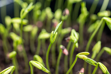 Young sprouts of new legumes and vegetables varieties in seed bank, seedlings for spring sowing in fields