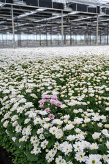 White Chrysanthemum flowers growth in huge Dutch greenhouse, flowers for shops and auctions world wide delivery
