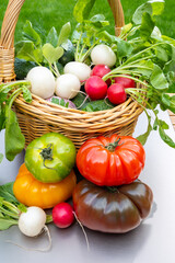 Bio gardening, organic harvest of fresh vegetables, tomatoes, cucumbers, white and red radish roots vegetables in wicked basket and green grass on background