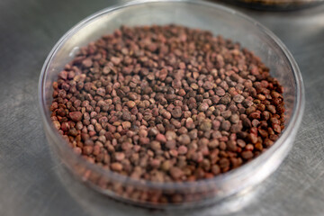 Samples of new legumes and vegetables seeds varieties in seed bank, seedlings for spring sowing in fields