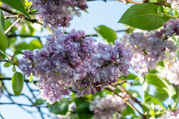 Light purple blossom of lilac Syrínga flowering plant