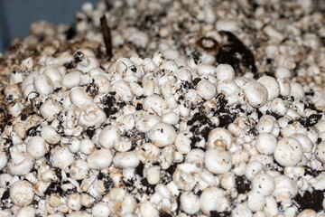 Harvest of fresh white champignons mushrooms on organic farm in Netherlands, food industry in Europe, plastic boxes with champignons ready to sale