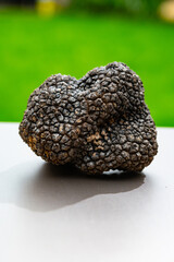 Italian black summer truffle, tasty aromatic mushroom, close up