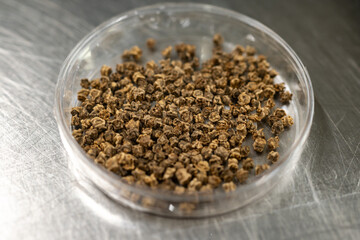 Samples of new legumes and vegetables seeds varieties in seed bank, seedlings for spring sowing in fields